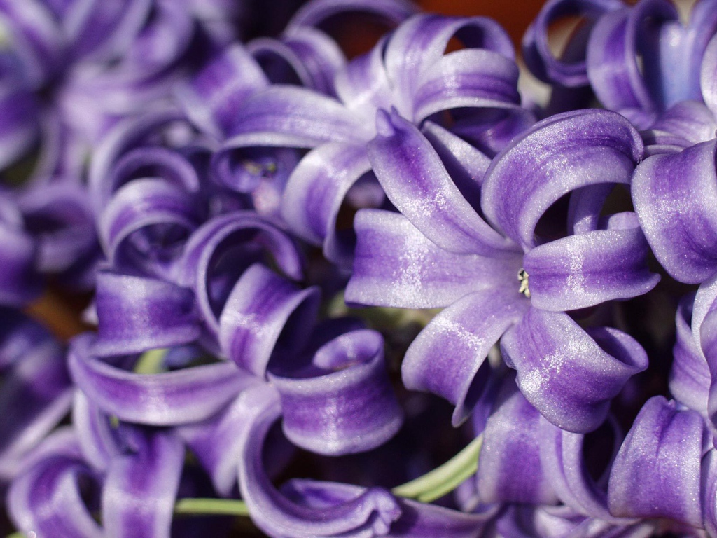 Цветы гиацинты расцвели в саду