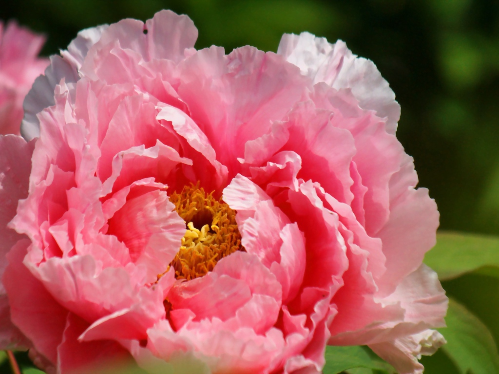 На поляне красивый цветок пион