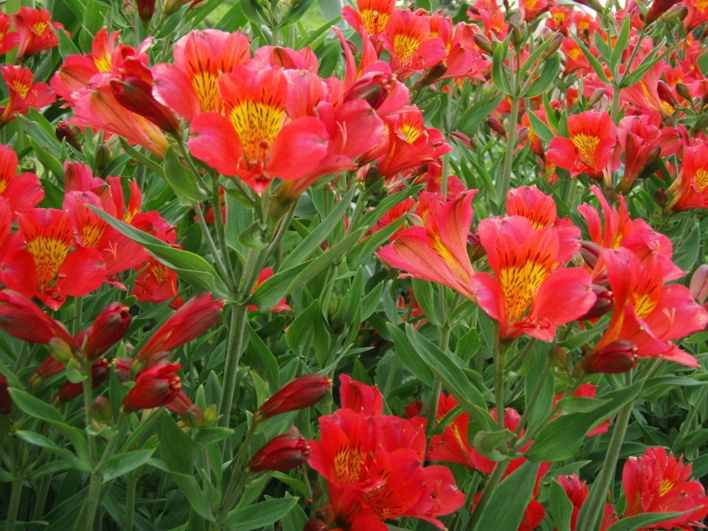 На поляне красивые цветы альстремерия