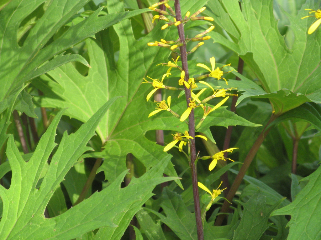 На поляне красивое растение бузульник