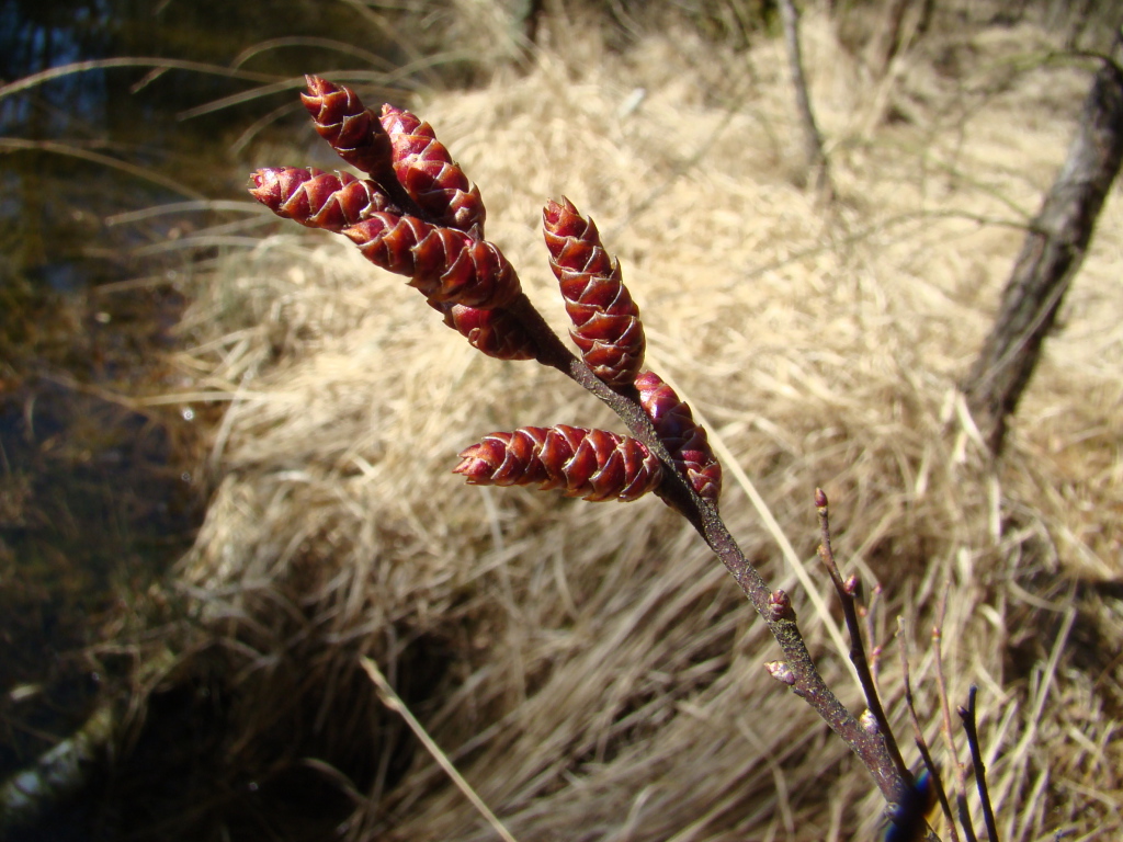 На поляне растение восковник