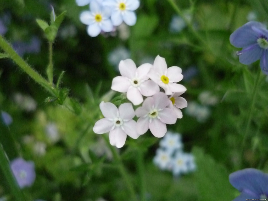 В лесу красивые цветы незабудки