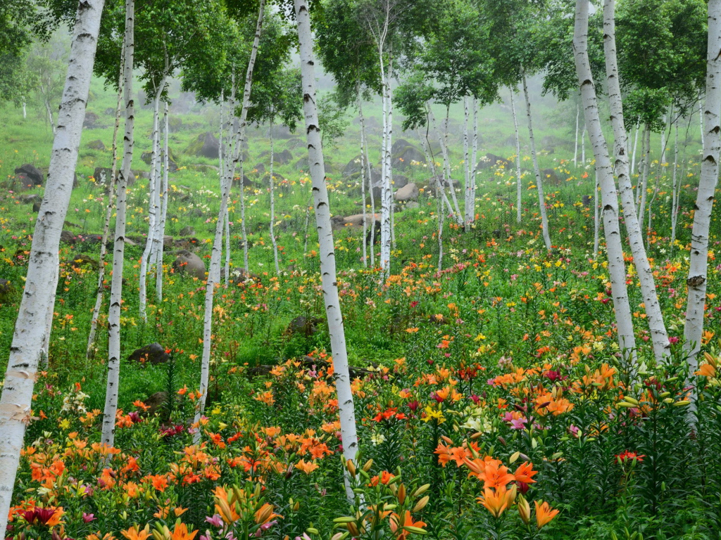 В лесу красивые цветы лилия