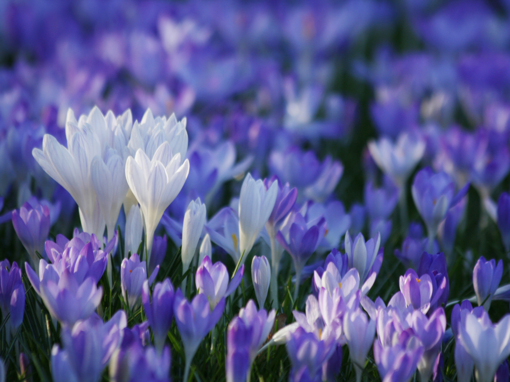 В лесу красивые цветы шафран