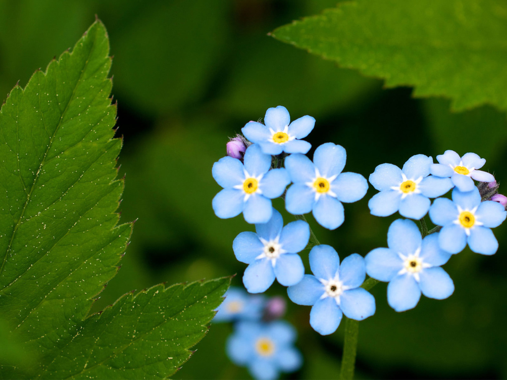 В лесу цветы незабудки