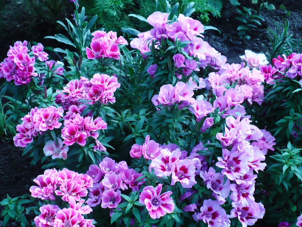 В саду красивые цветы кларкия (годеция) 