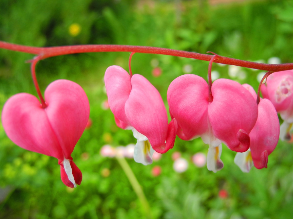 В саду красивые цветы дицентра