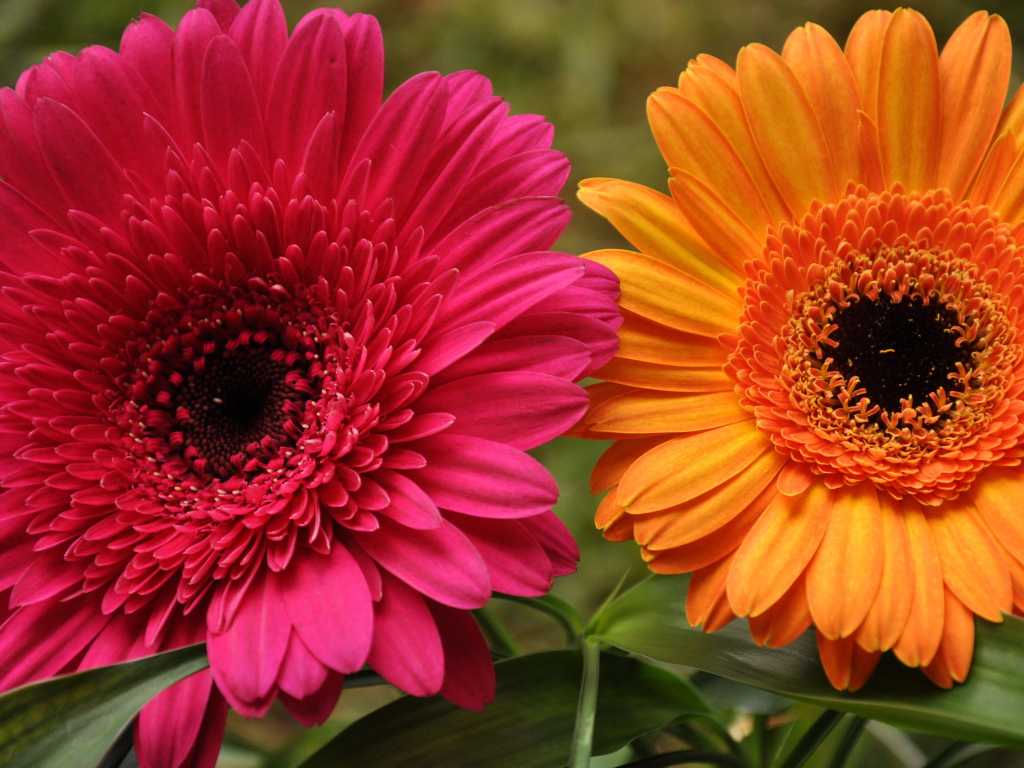 В саду красивые цветы гербера