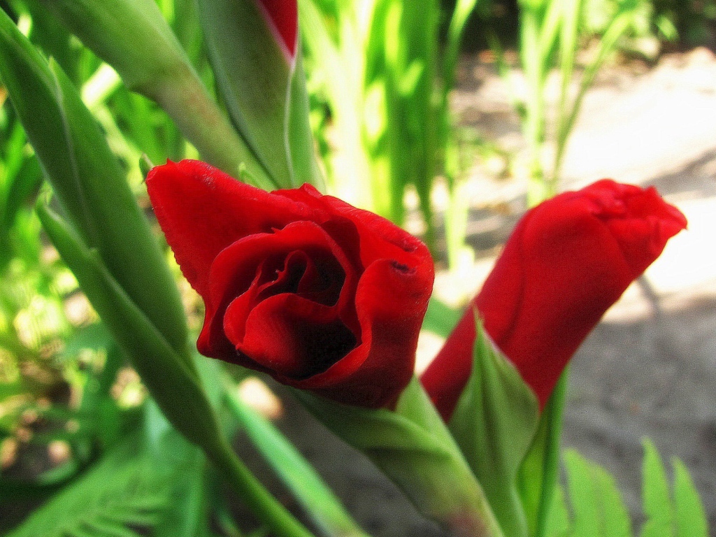 В саду красивые цветы гладиолус