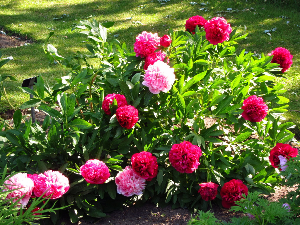 В саду красивые цветы пионы