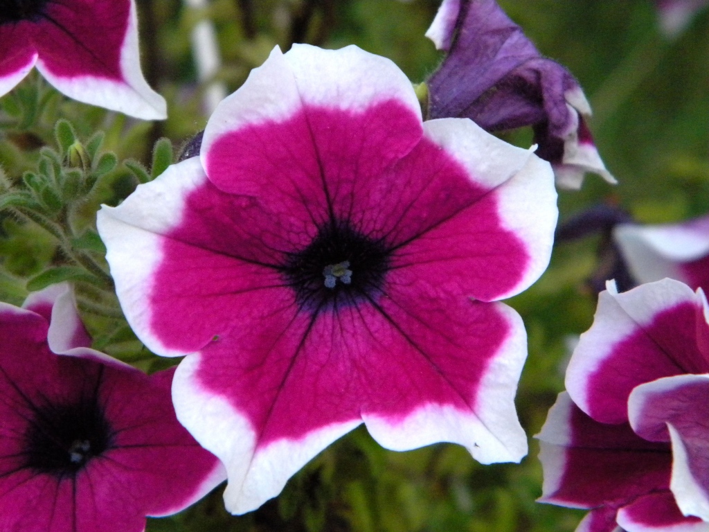 В саду красивые цветы петуния