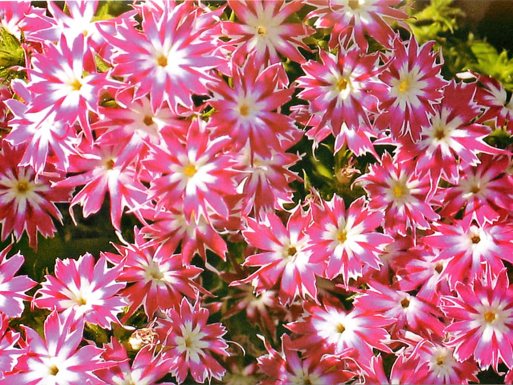 В саду красивые цветы флокс