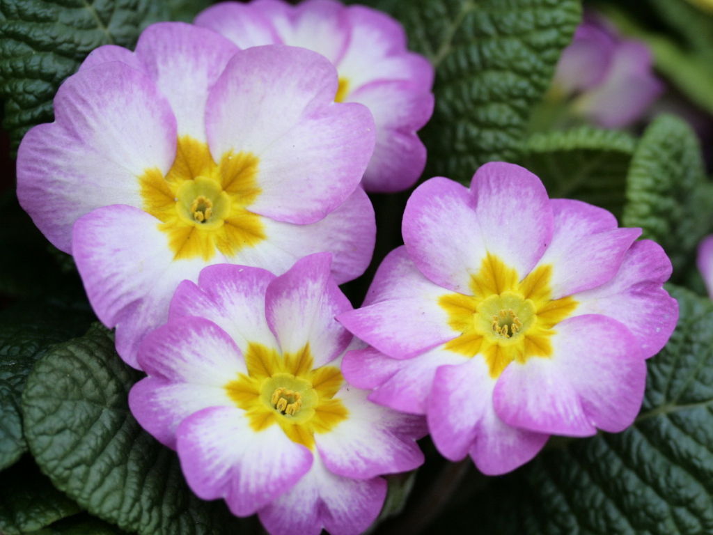 В саду красивые цветы примула