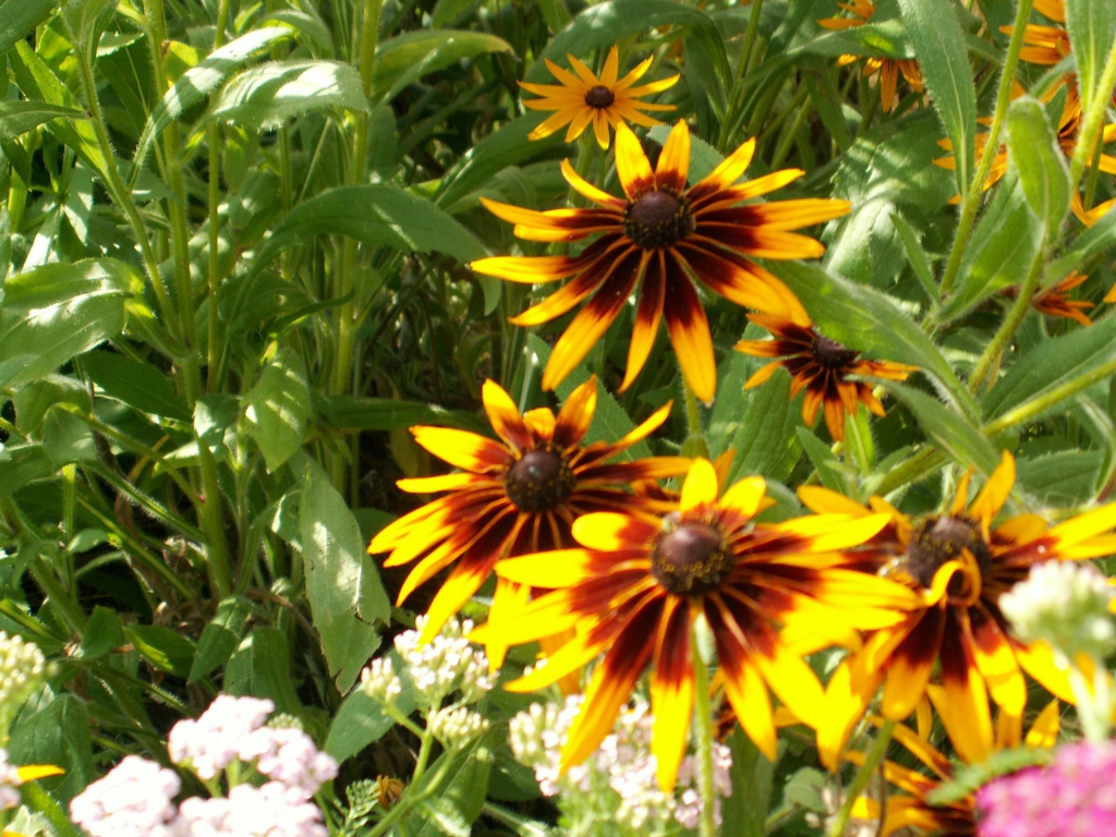 В саду красивые цветы рудбекия
