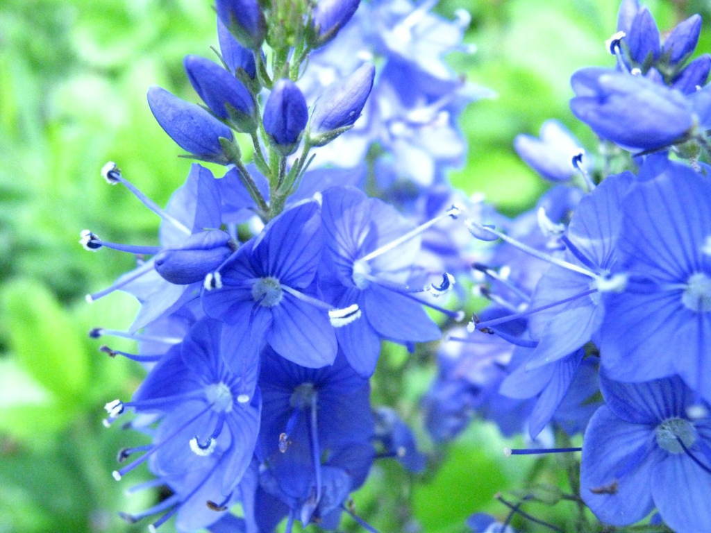 В саду красивые цветы вероника