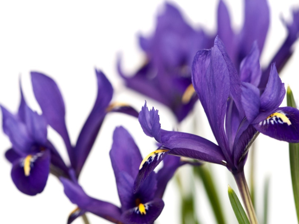 Ирисы на белом фоне