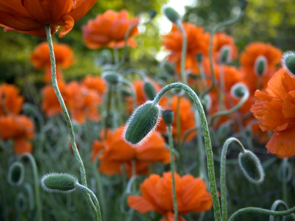 Цветы в Джексон парке