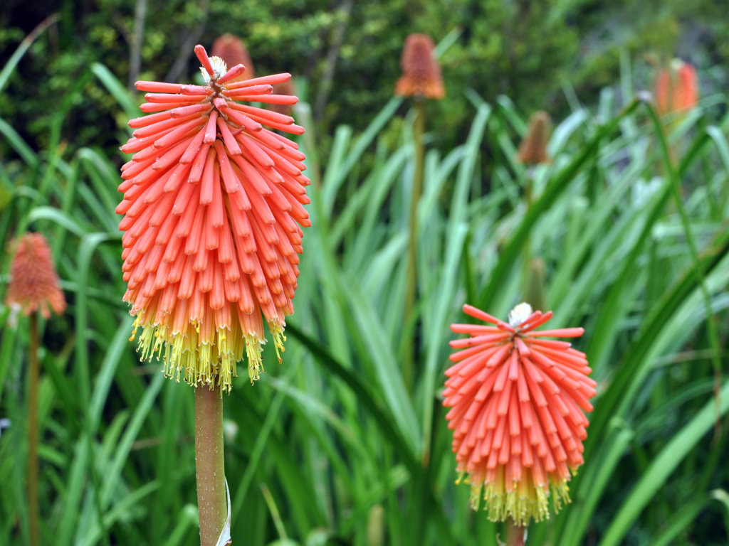 Садовые цветы кникофия на дачном участке