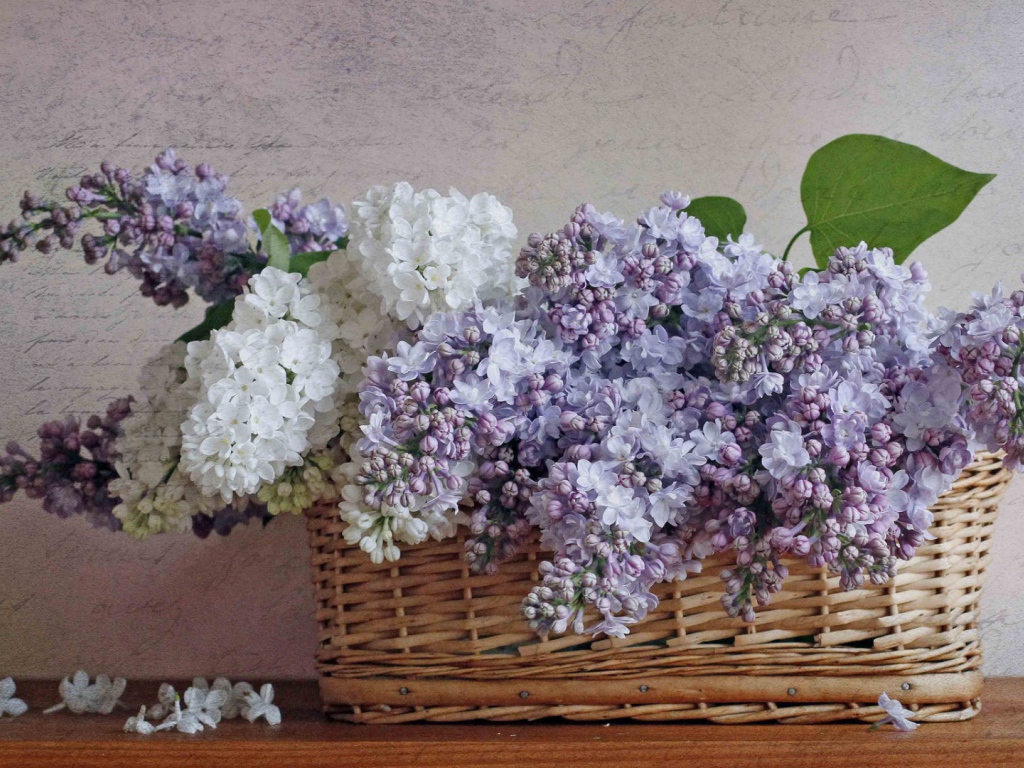 Сирень в корзине