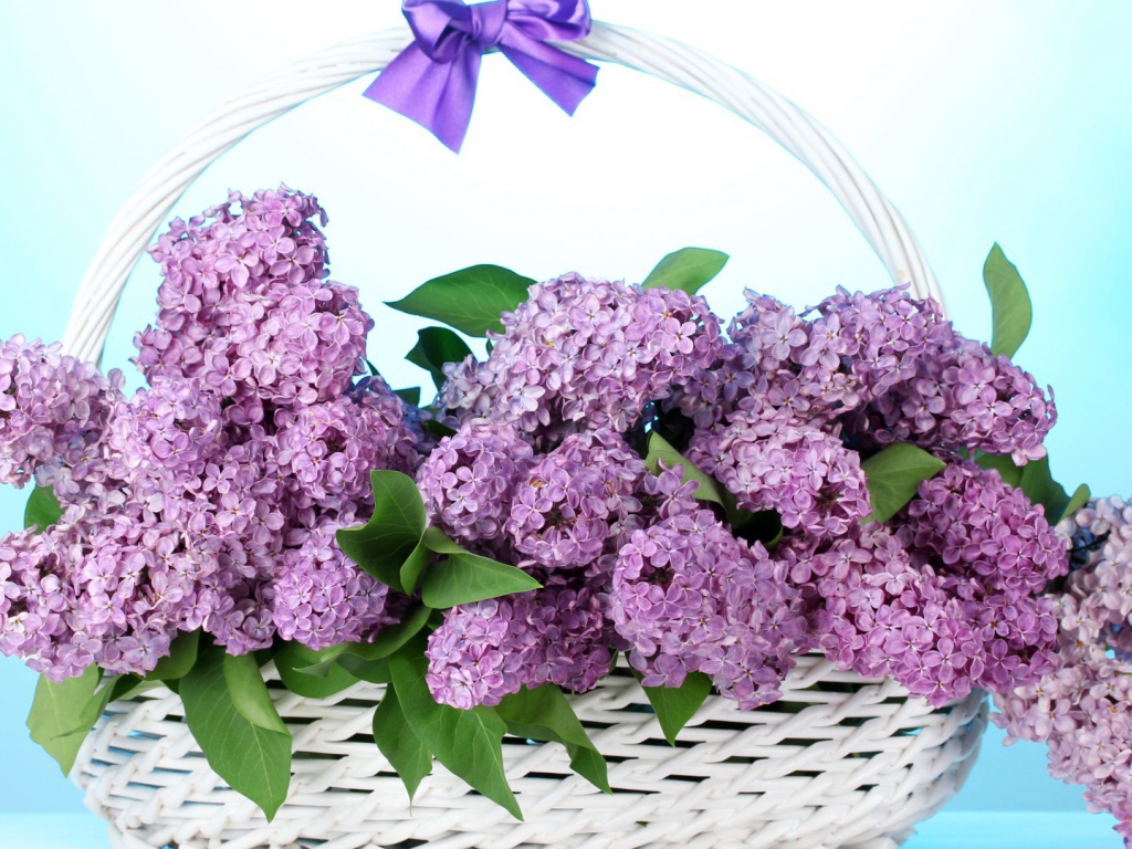 Сирень в корзине