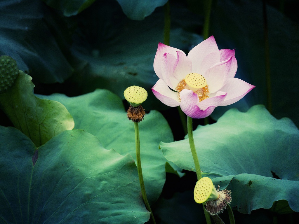 Цветок лотоса