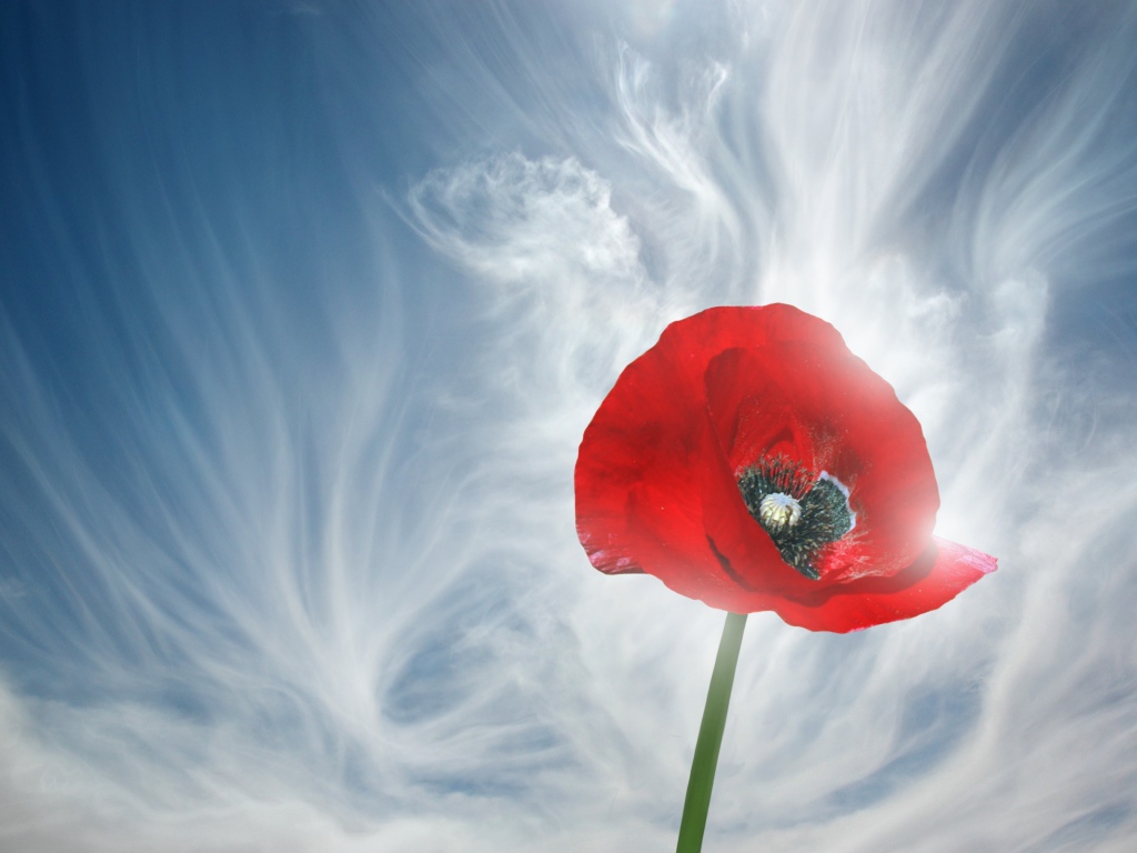 Мак на фоне облаков