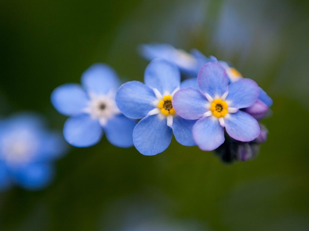 Цветы незабудки расцвели в лесу