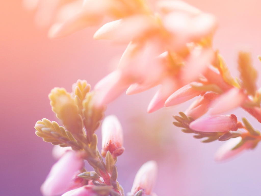 Утренние цветы