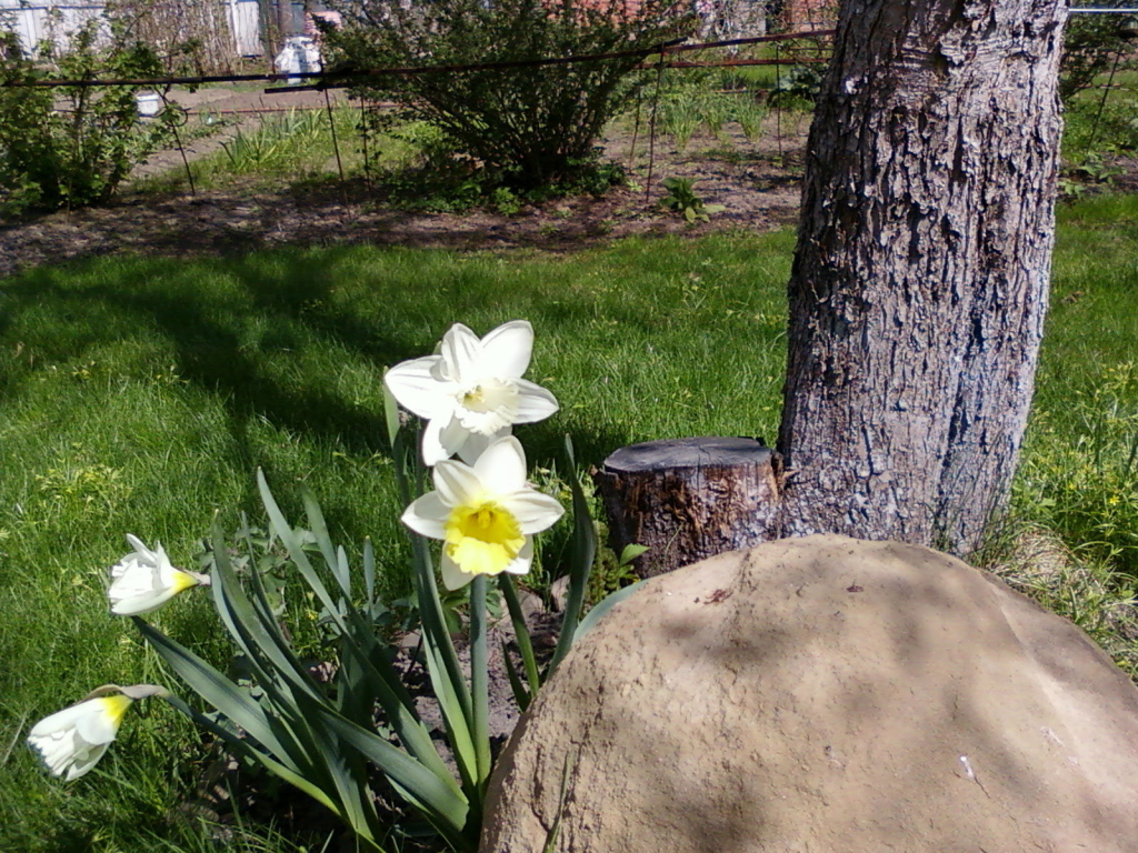 Красивое растение нектароскордум в саду