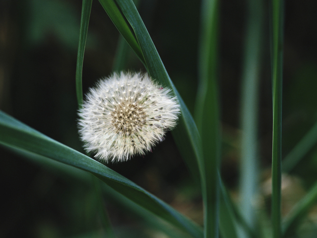 На поляне красивый козлобородник (большой одуванчик) 
