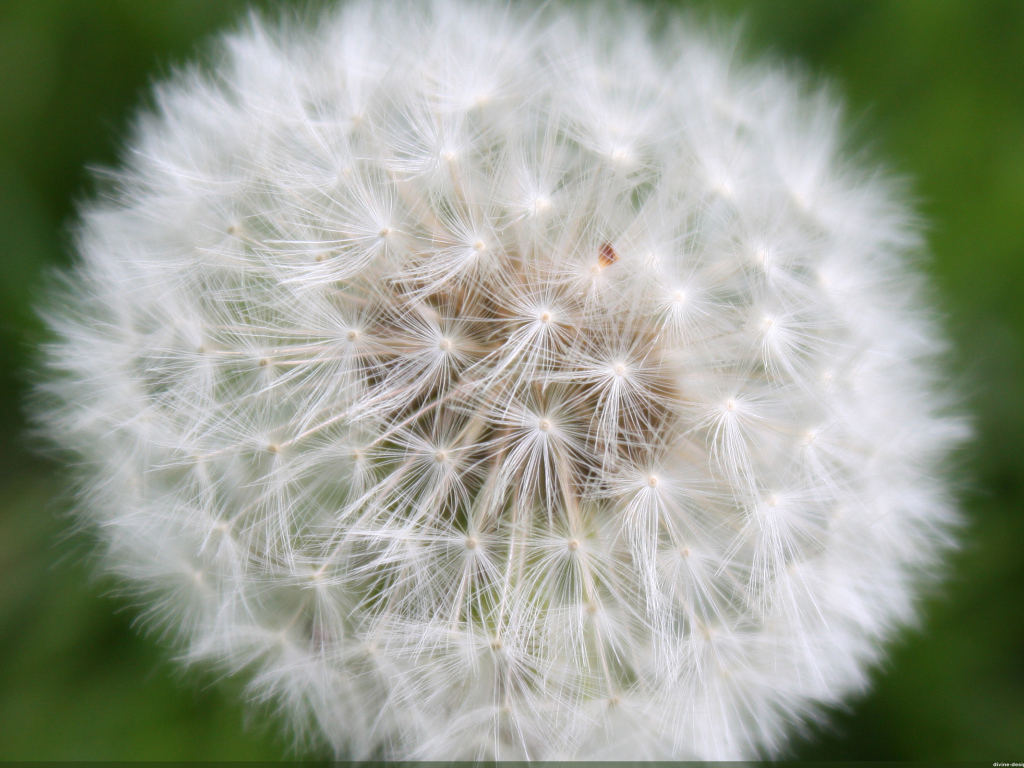 На газоне красивый козлобородник (большой одуванчик) 