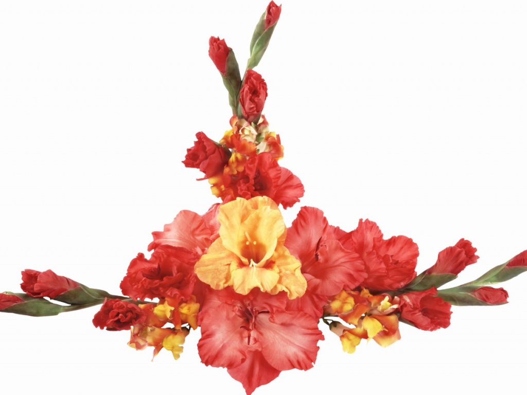 Оранжевые и красные гладиолусы