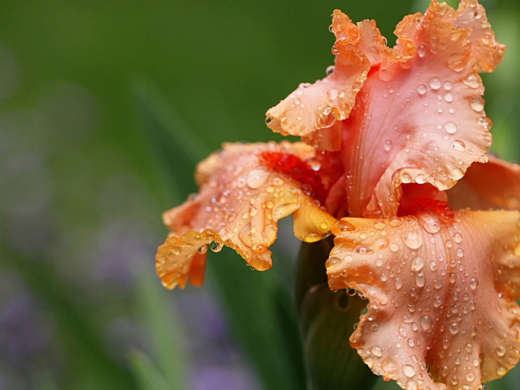 Оранжевый цветок ирис