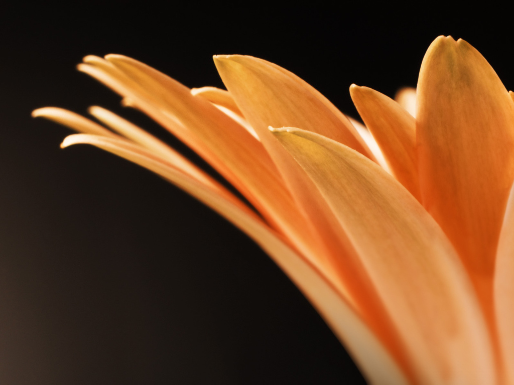 Оранжевые лепестки цветка