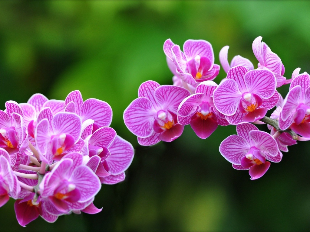Цветки Орхидеи