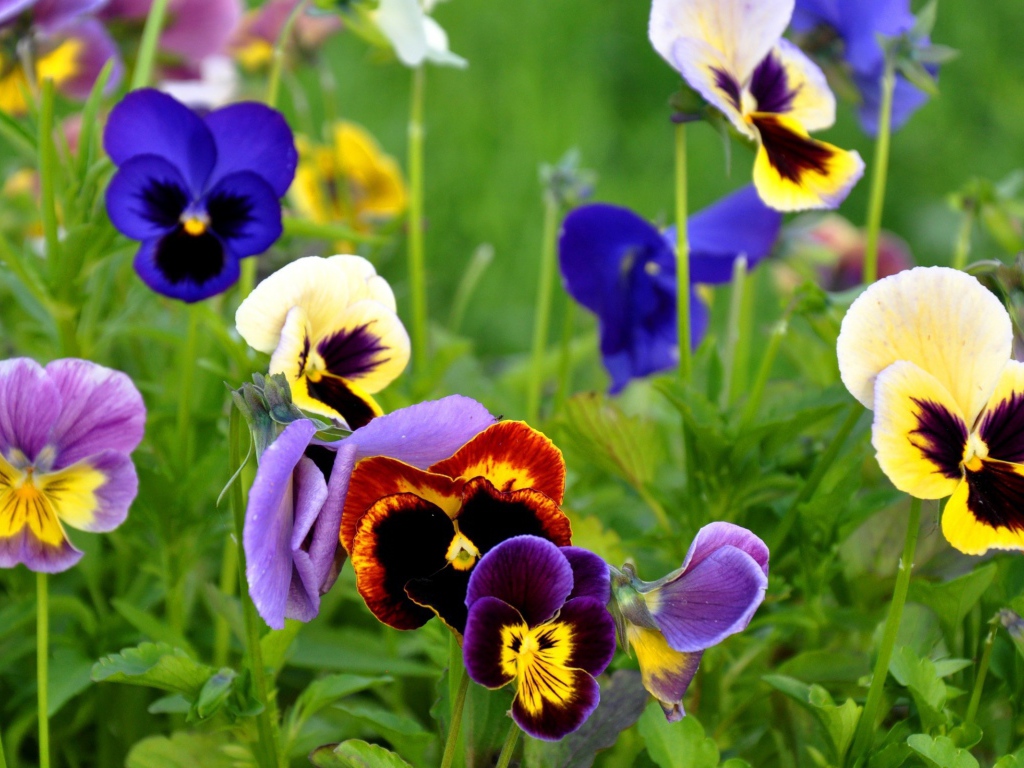 Цветы Анютины глазки расцвели возле дома