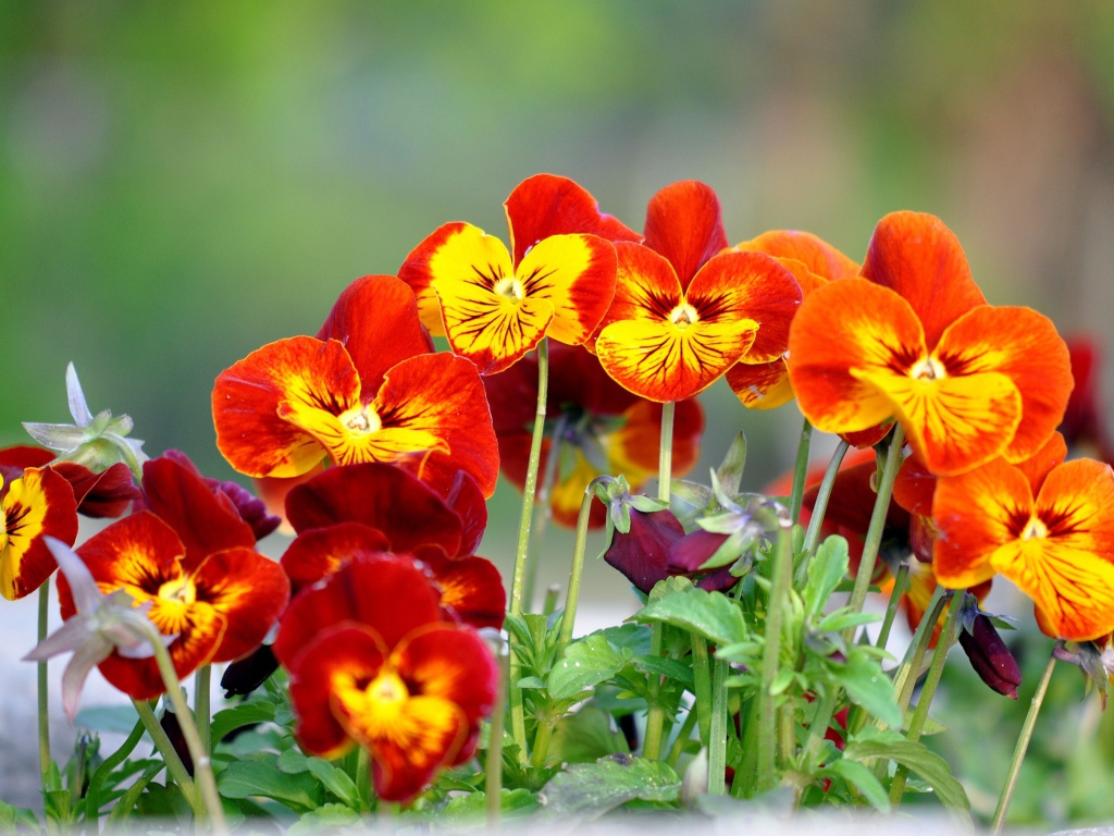 Цветы анютины глазки расцвели в саду