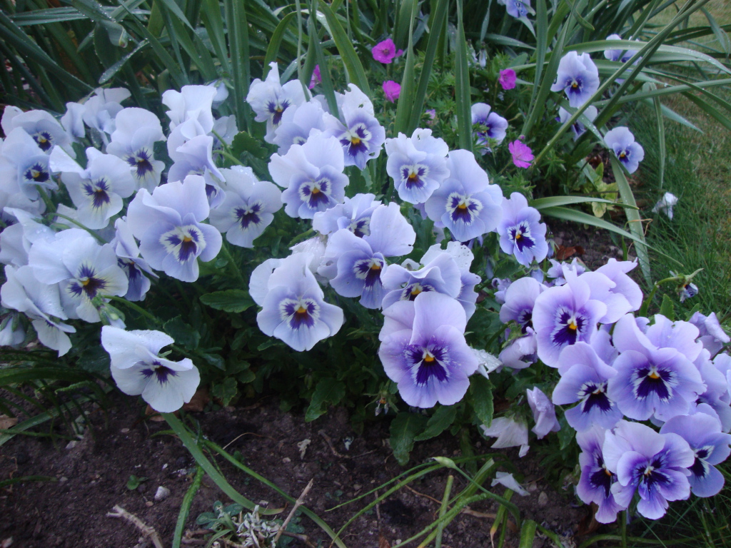 Цветы анютины глазки в лесу