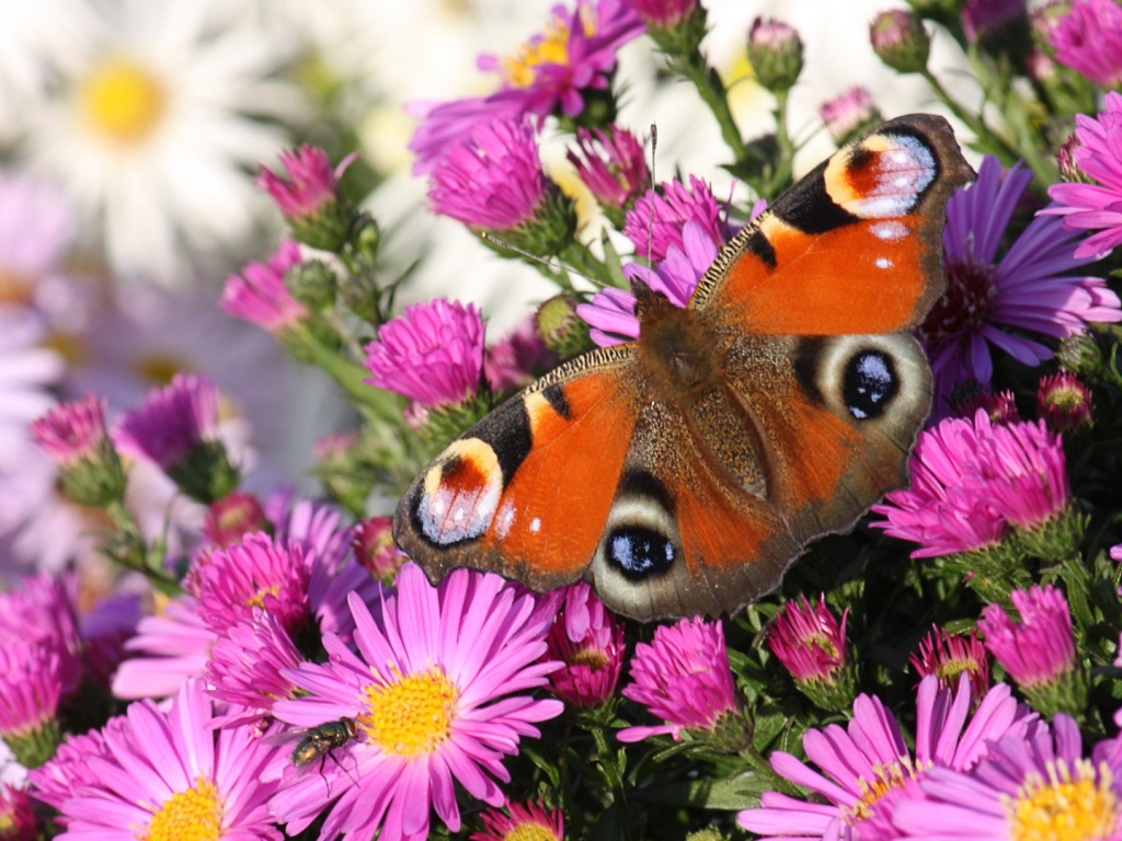 Бабочка павлин