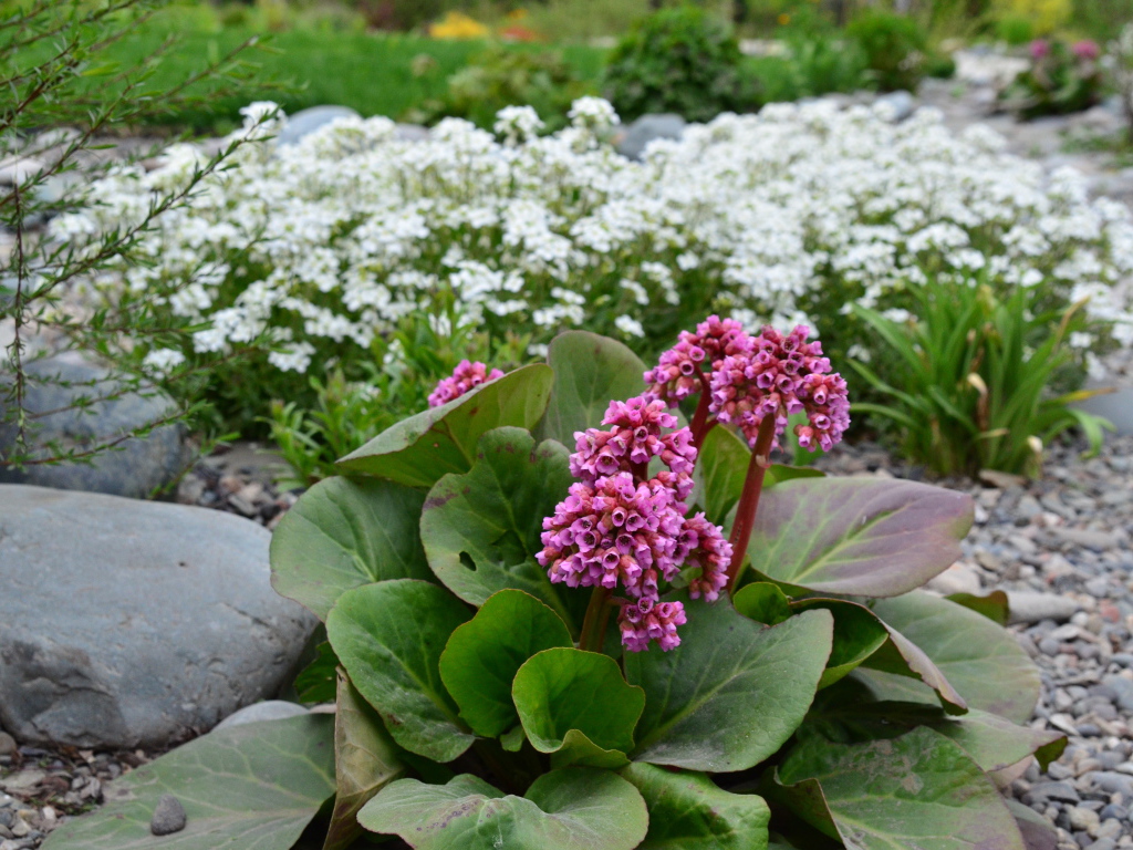 Многолетнее растение бадан