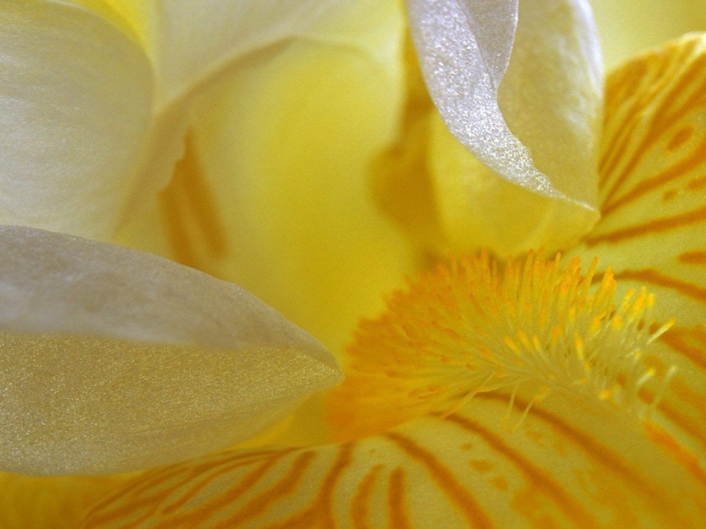 Лепестки желтого ириса