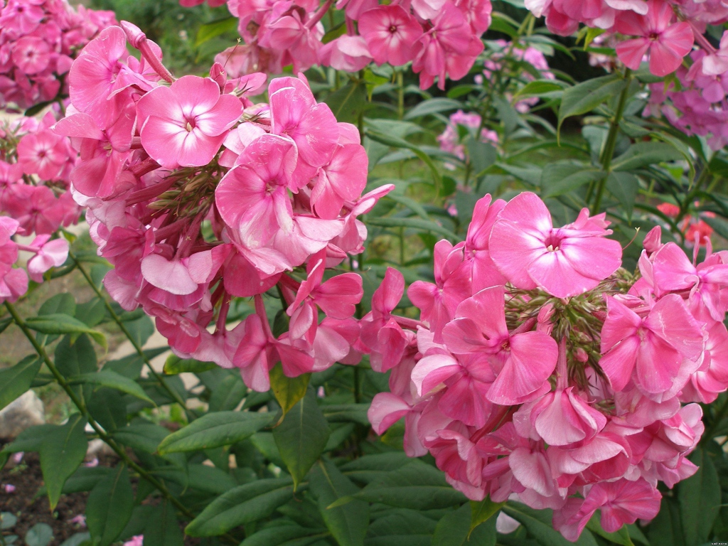 Цветы флокс цветут в саду