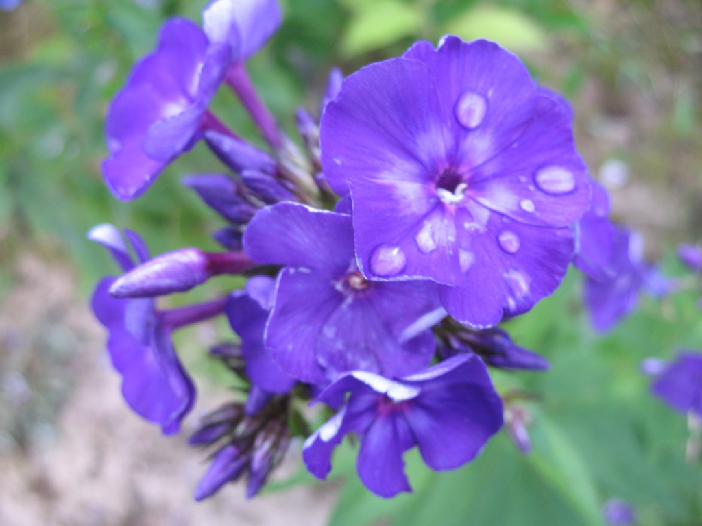 Цветы флокс на поляне