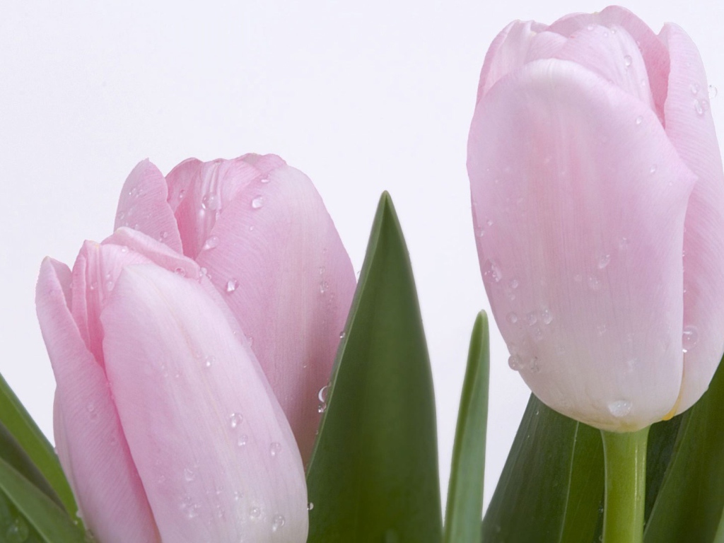 Розовый тюльпан