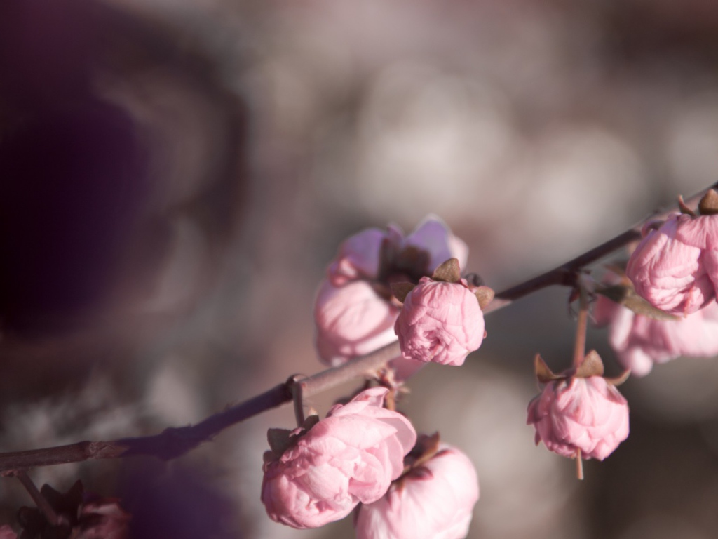 Розовые бутоны на ветке