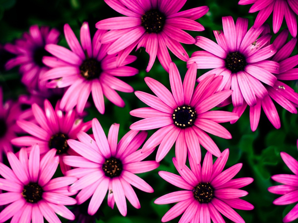 Розовые цветы на фоне зелени