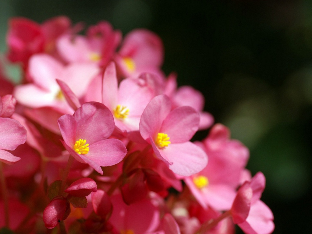 Розовые цветы с желтыми тычинками