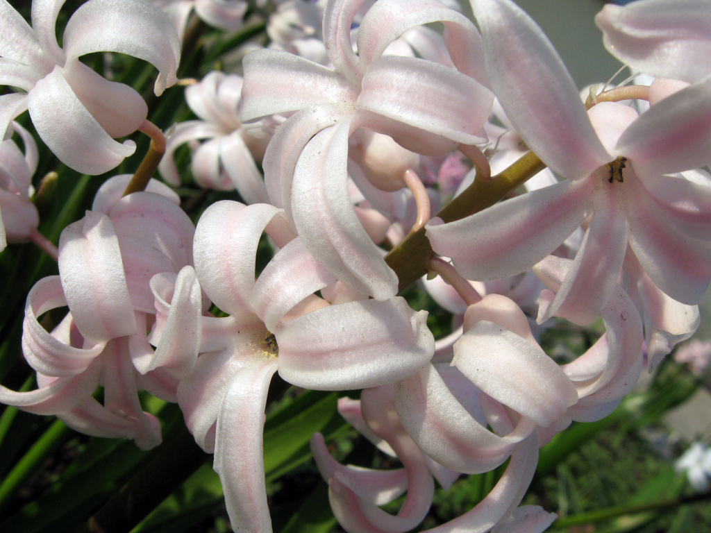 Розовый гиацинт на поляне