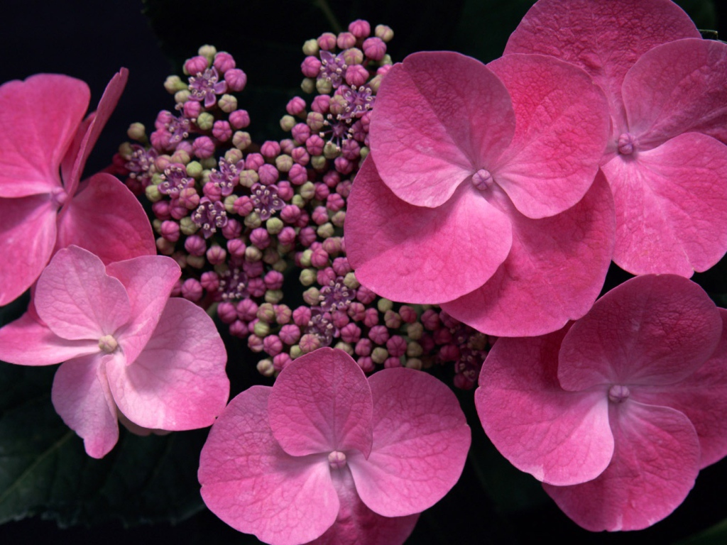 Розовый в тени