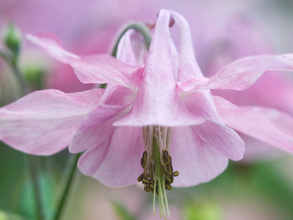 Pозовые лепестки